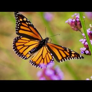 Meet your Posher, Carol